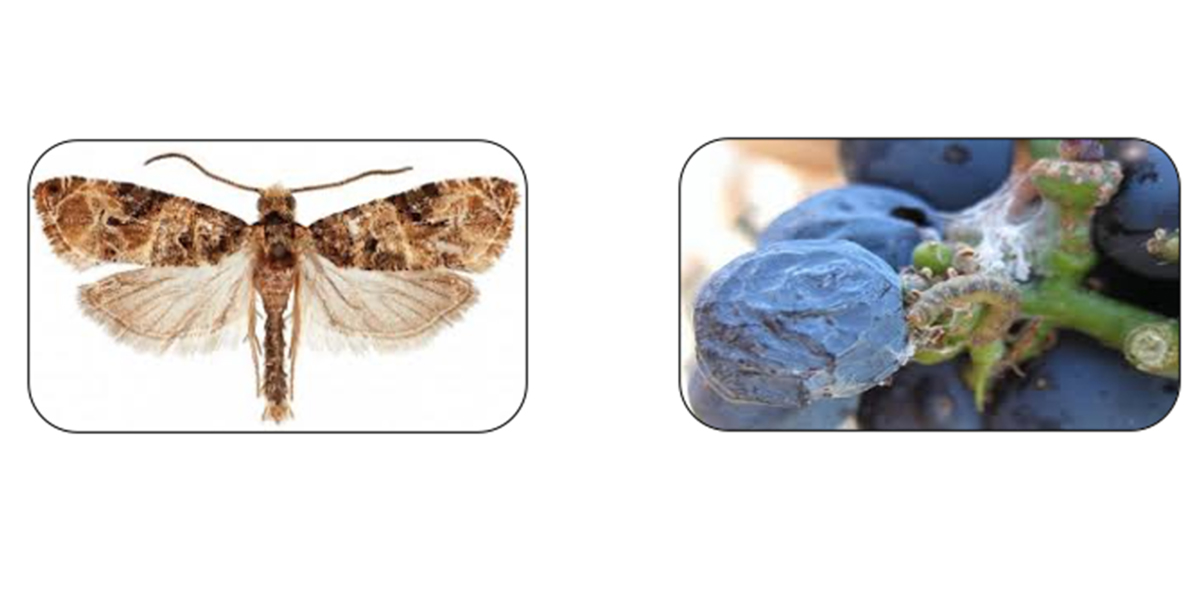 Lotta alla Lobesia botrana: strategie per salvare i vigneti